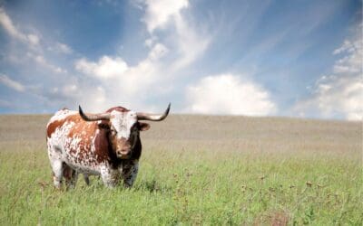 Capturing (and Defending) the Enterprise Zone Program Benefit